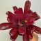Neoregelia Rawid Red 