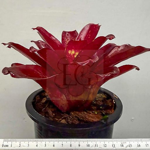 Neoregelia Rawid Red 