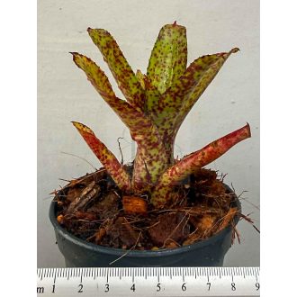 Neoregelia Mopeppa Please 