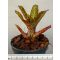 Neoregelia Mopeppa Please 