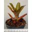 Neoregelia Mopeppa Please 