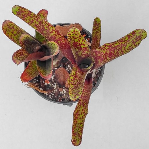 Neoregelia Mopeppa Please 