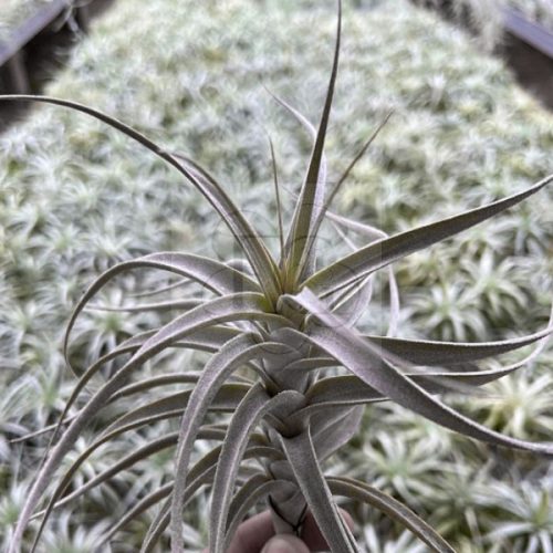 Tillandsia Murorum/S