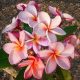 Plumeria rubra "Coho" JJ