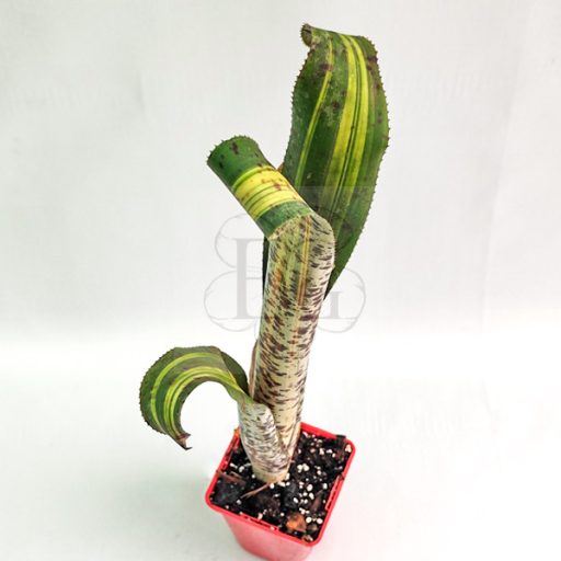 Quesnelia Rafael Oliveira 