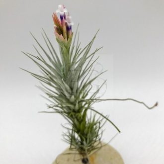 Tillandsia Heteromorpha/L