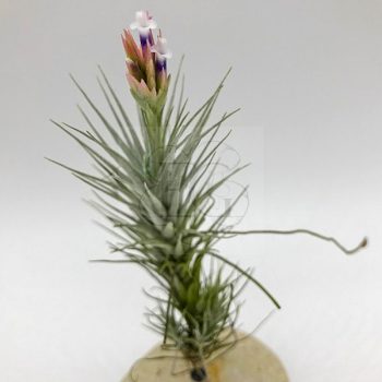 Tillandsia Heteromorpha/L Tillandsia Heteromorpha/L