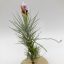 Tillandsia Heteromorpha/L