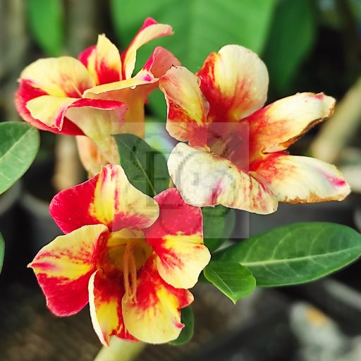 Adenium obesum "Jandara" (590)