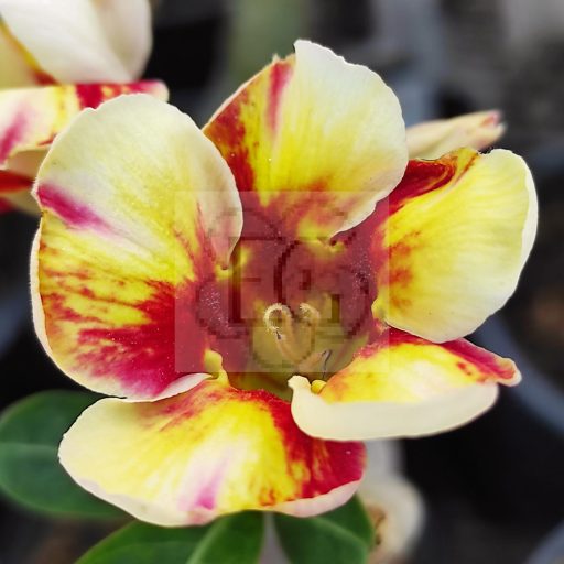 Adenium obesum "Jandara" (590)