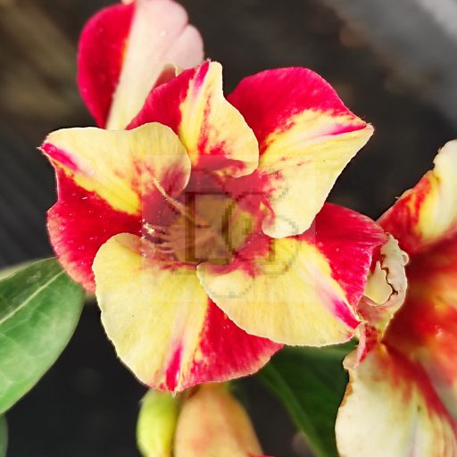 Adenium obesum "Jandara" (590)