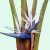 Strelitzia nicolai