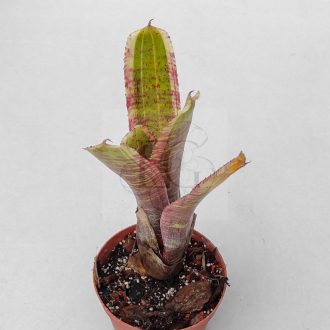 Neoregelia Irazu