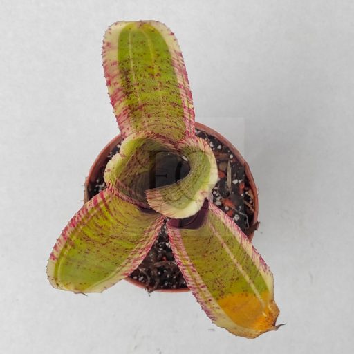 Neoregelia Irazu