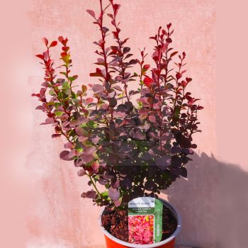 Berberis thunbergii "Chocolate Summer" – borbolya   Berberis thunbergii "Chocolate Summer" – borbolya