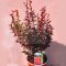 Berberis thunbergii "Chocolate Summer" – borbolya