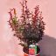 Berberis thunbergii "Chocolate Summer" – borbolya