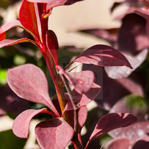 Berberis thunbergii "Chocolate Summer" – borbolya