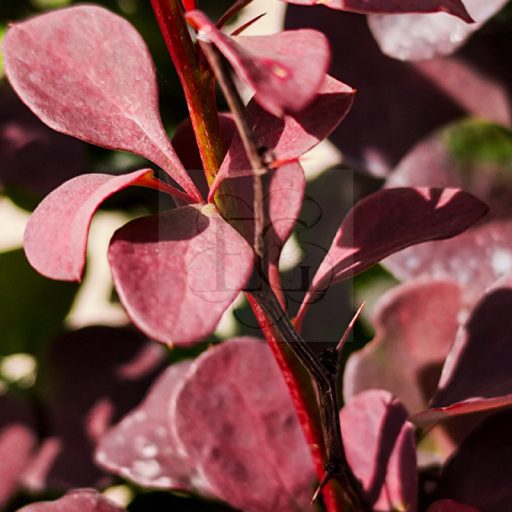 Berberis thunbergii "Chocolate Summer" – borbolya