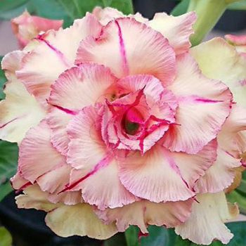 Adenium obesum "Pham Thien Thu" (769) Adenium obesum "Pham Thien Thu" (769)