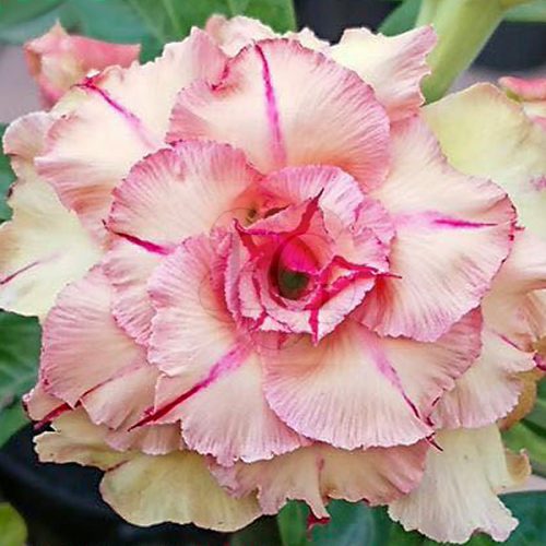 Adenium obesum "Pham Thien Thu" (769)