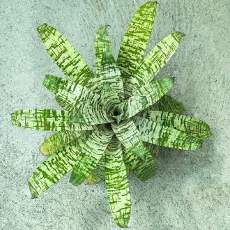 Vriesea Tiger Tim 