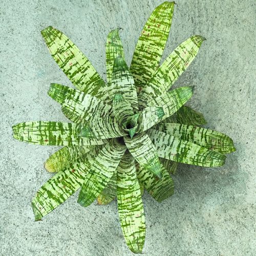 Vriesea Tiger Tim 