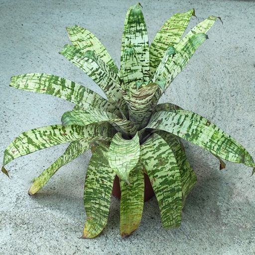 Vriesea Tiger Tim 