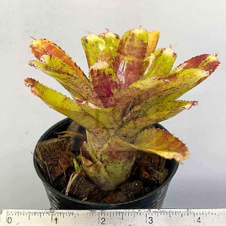 Neoregelia Cougar 