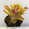 Neoregelia Cougar 