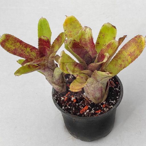 Neoregelia Cougar 