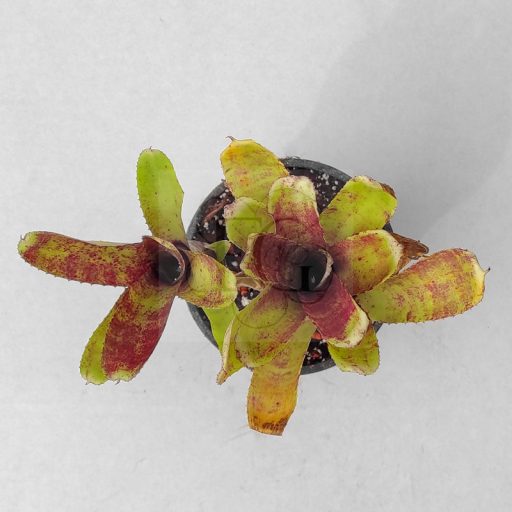 Neoregelia Cougar 