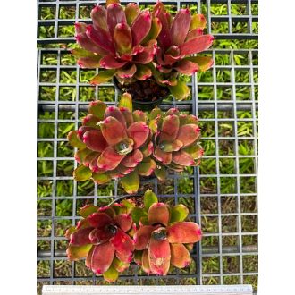 Neoregelia Kilina 