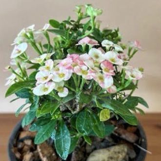   Euphorbia milii "Pinky cream -Pink with white" (DA4)