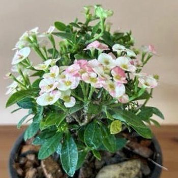 Euphorbia milii "Pinky cream -Pink with white" (DA4)   Euphorbia milii "Pinky cream -Pink with white" (DA4)