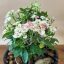 Euphorbia milii "Pinky cream -Pink with white" (DA4)