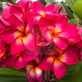 Plumeria rubra "Fiji Sunset" (NUI) Plumeria rubra "Fiji Sunset" (NUI)