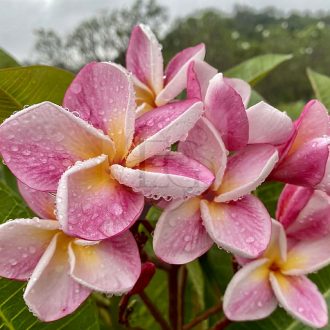 Plumeria rubra "Paulani" magok