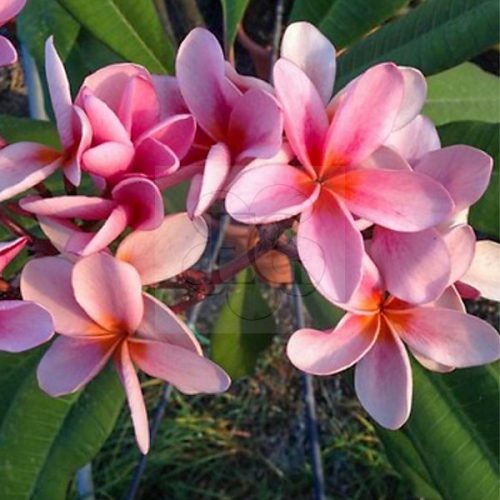 Plumeria rubra "Bronze Star" JJ