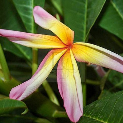 Plumeria rubra "Rainbow Starbust"