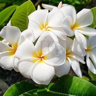 Plumeria rubra "Gaan" SK