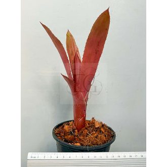 Aechmea Valencia