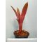 Aechmea Valencia