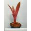 Aechmea Valencia