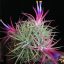 Tillandsia Ionantha Mexico Pulk 