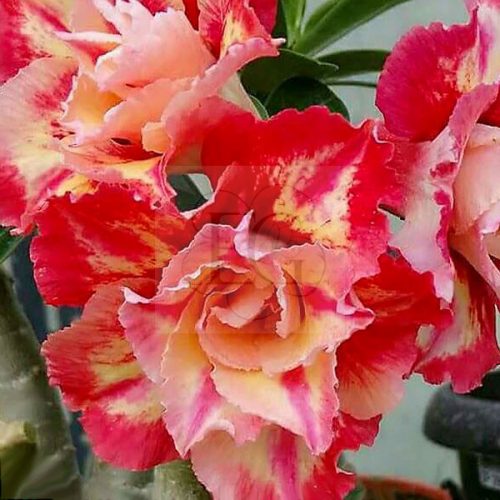 Adenium obesum "Julius Cesar" (185)