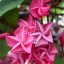 Plumeria rubra "Dwarf Watermelon" 