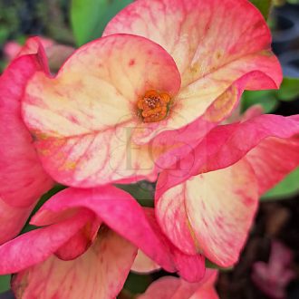 Euphorbia milii "Rus Sar Mee Dao" (A65)