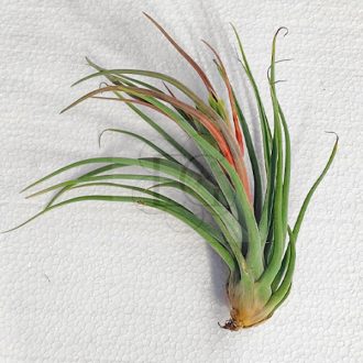 Tillandsia Paraensis