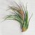 Tillandsia Paraensis